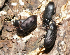 Tenebrionoidea