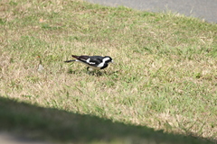 Grallina cyanoleuca