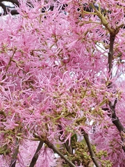 Chionanthus pubescens