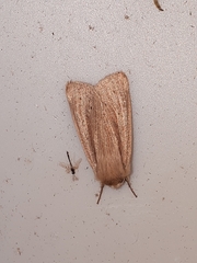 Mythimna oxygala