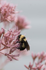 Bombus fraternus