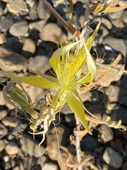 Mentzelia laevicaulis