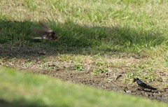 Hirundo neoxena