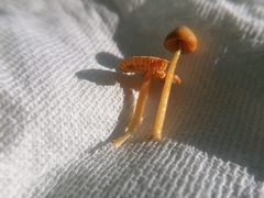 Entoloma quadratum