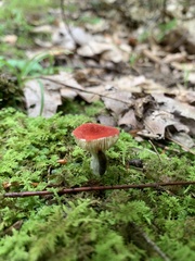 Hygrocybe