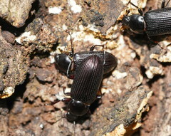 Tenebrionoidea
