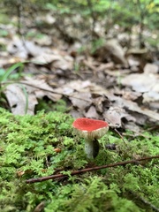 Hygrocybe