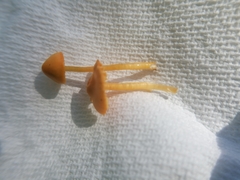Entoloma quadratum