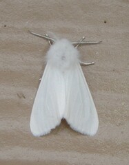 Spilosoma