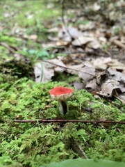 Hygrocybe