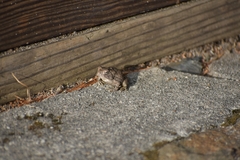 Anaxyrus americanus