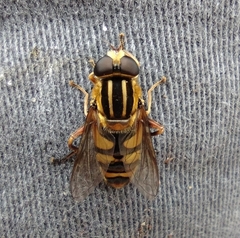 Helophilus fasciatus