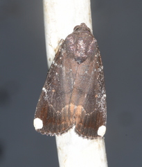 Callyna monoleuca