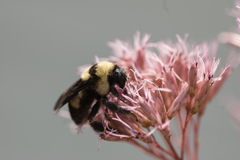 Bombus fraternus