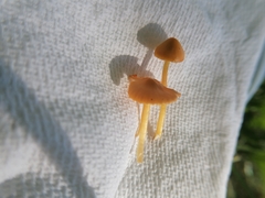 Entoloma quadratum