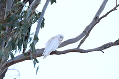 Cacatua sanguinea