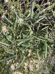 Funastrum