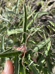 Funastrum