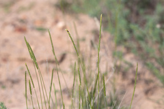 Neurachne munroi
