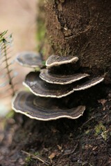 Trametes versicolor