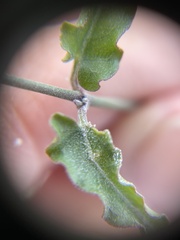 Funastrum