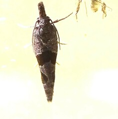 Pelochrista dorsisignatana