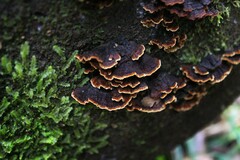 Hymenochaete microcycla