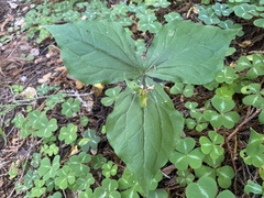 Trillium ovatum