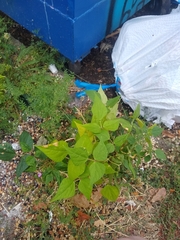 Phaseolus vulgaris