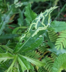 Phytomyza albiceps group