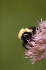 Bombus fraternus