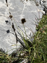 Juncus mertensianus