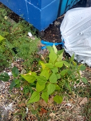Phaseolus vulgaris
