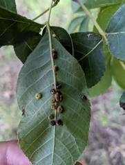 Caryomyia