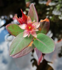 Hypericum virginicum