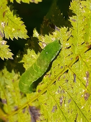 Euplexia
