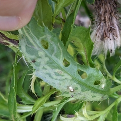 Phytomyza albiceps group
