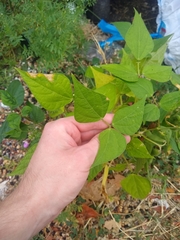 Phaseolus vulgaris