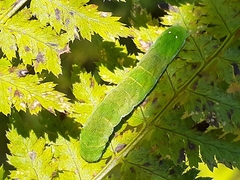 Euplexia