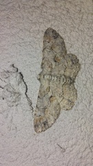 Iridopsis defectaria