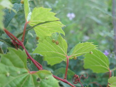 Daktulosphaira vitifoliae