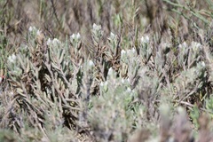 Chloropyron maritimum