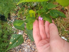 Phaseolus vulgaris