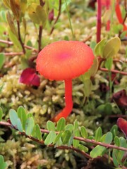 Hygrocybe cantharellus