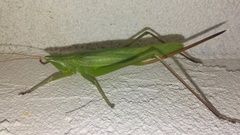 Neoconocephalus retusus