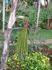 Caryota