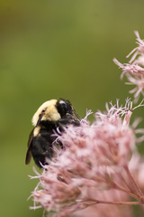 Bombus fraternus