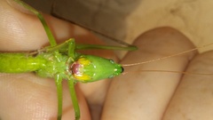 Neoconocephalus retusus