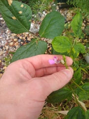 Phaseolus vulgaris