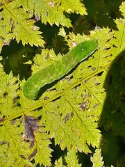 Euplexia